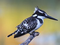frieda 005 (2)  Pied Kingfisher - Frieda Prinsloo 2014 : frieda